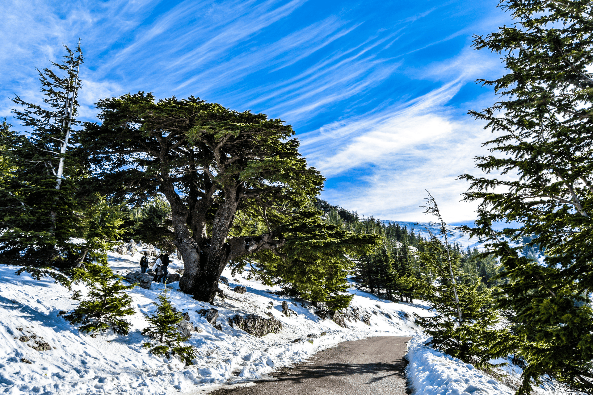 The Smallville Hotel | A Guide to The Top Places in Lebanon places to visit in lebanon Cedars of God